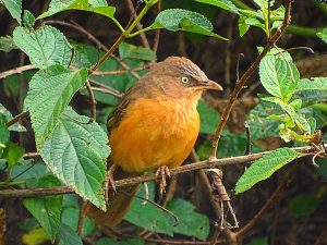 Rufous Chatterer bird watching Nanyuki Kenya Woodsy Luxury Resort