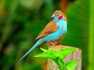 Red-cheeked Cordon-bleu bird watching Nanyuki Kenya Woodsy Luxury Resort