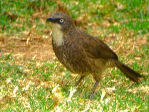 Northern pied babbler bird watching Nanyuki Kenya Woodsy Luxury Resort