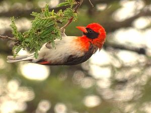 Red Headed weaver bird watching Nanyuki Kenya Woodsy Luxury Resort