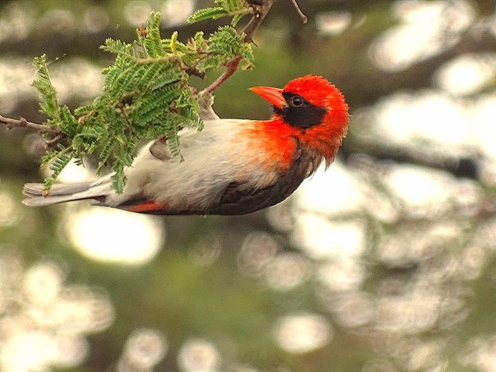 Red Headed weaver bird watching Nanyuki Kenya Woodsy Luxury Resort
