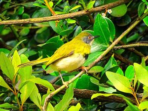 Yellow-breasted Apalis bird watching Nanyuki Kenya Woodsy Luxury Resort